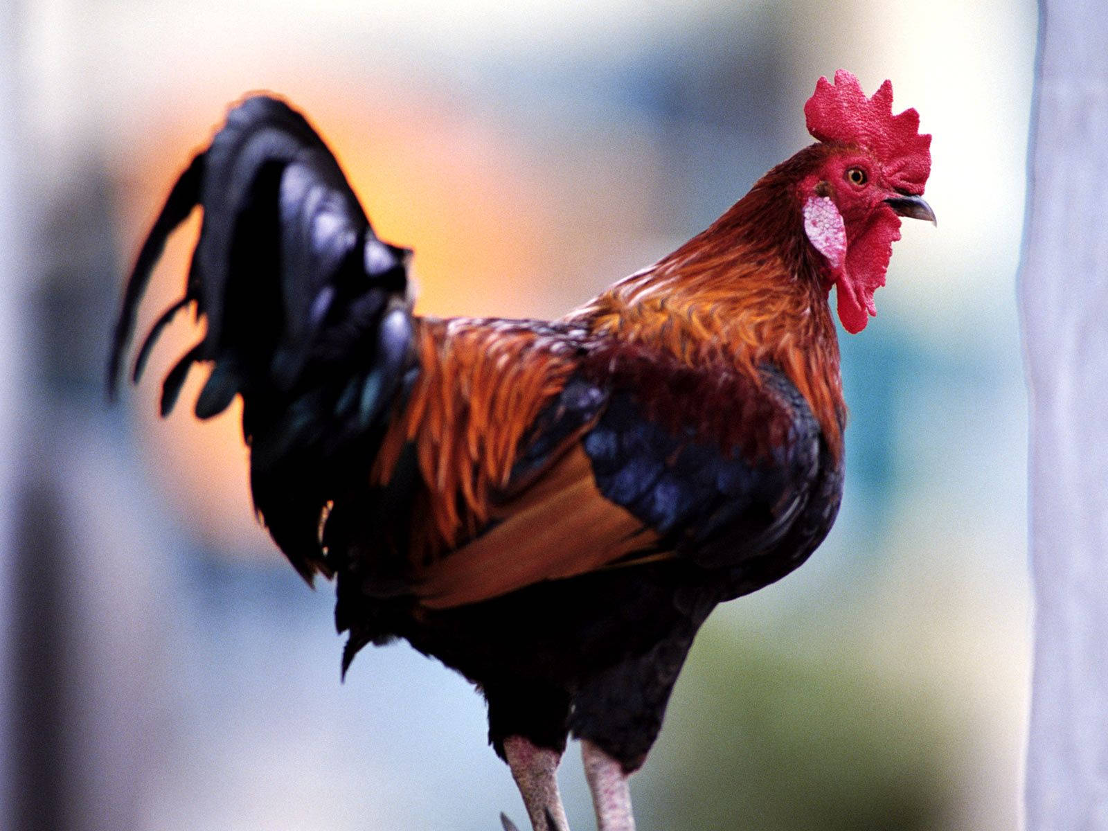 Sharp Black Beak Rooster