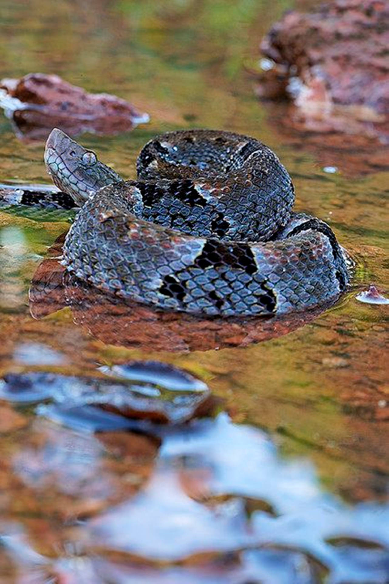 Sharp Black Water Moccasin Background