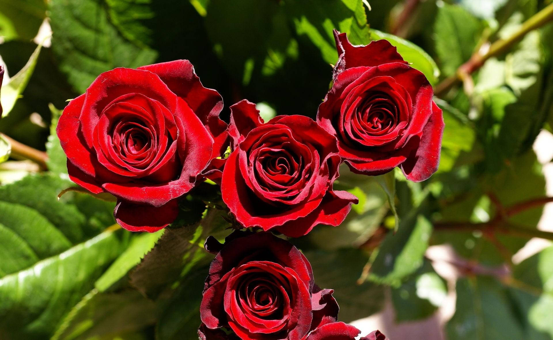 Sharp Red Roses Background