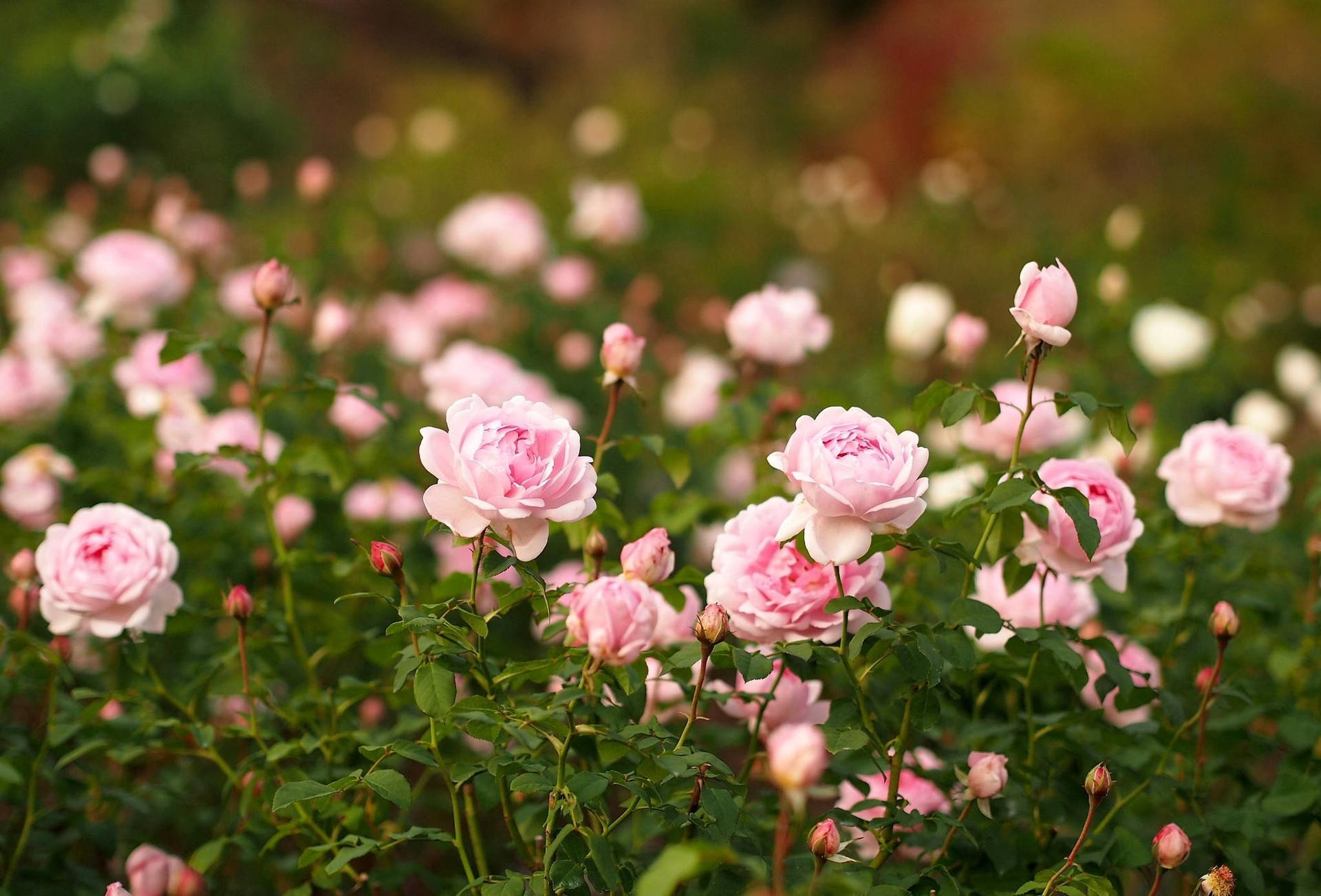Sharp Rose Heaven Garden