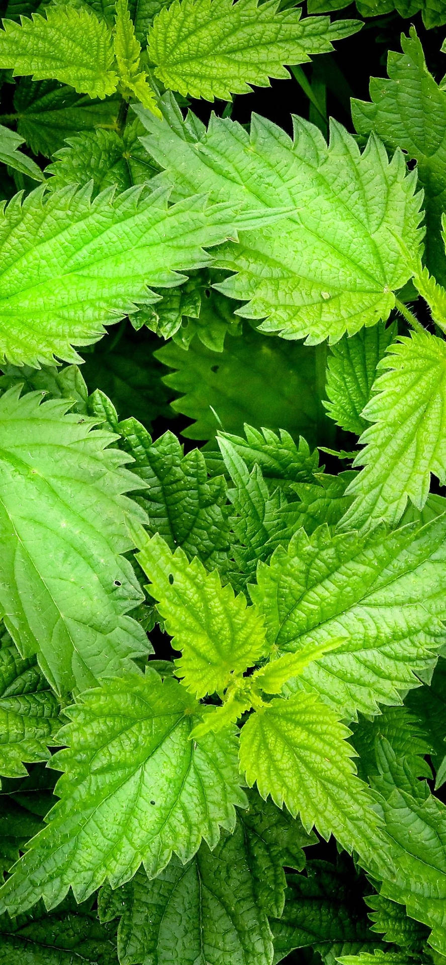 Sharp Sided Mint Leaves Background