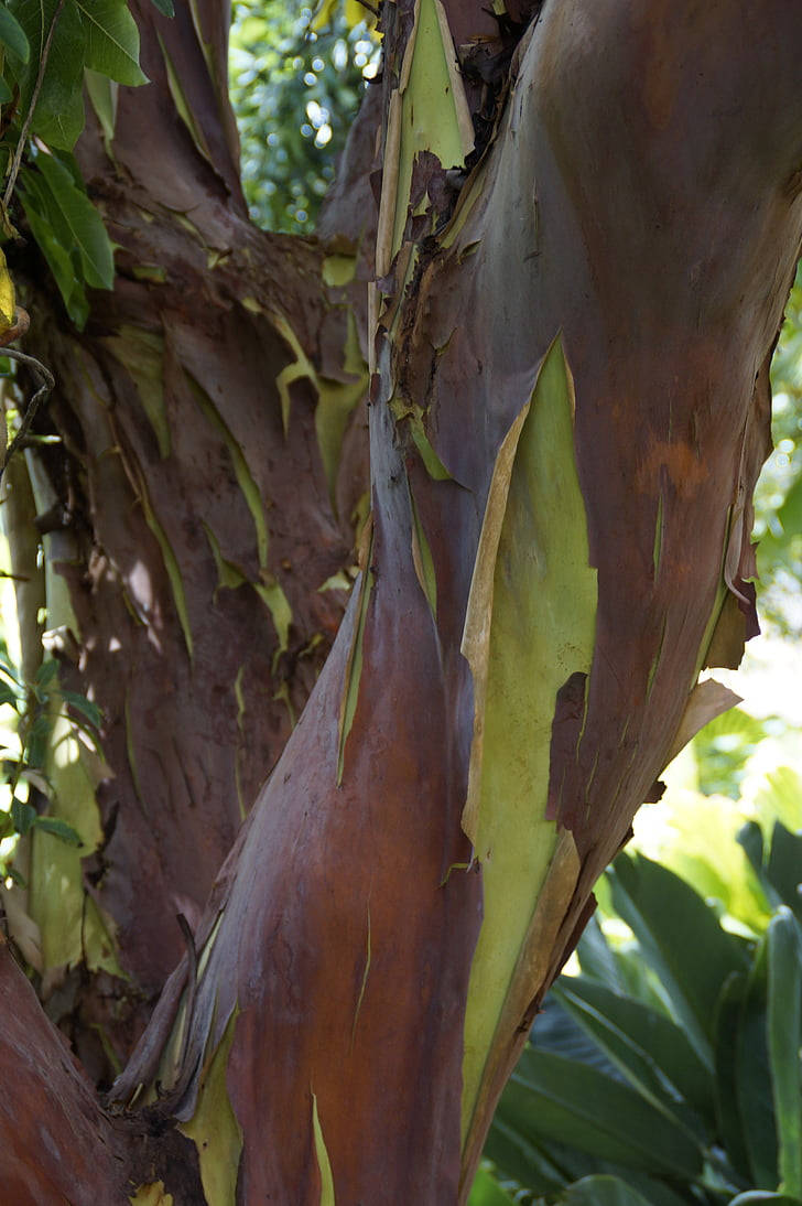 Shedding Endemic Tree Background