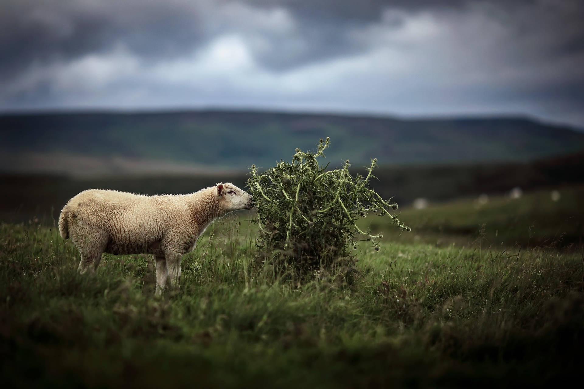 Sheep And Thorn Plant Background