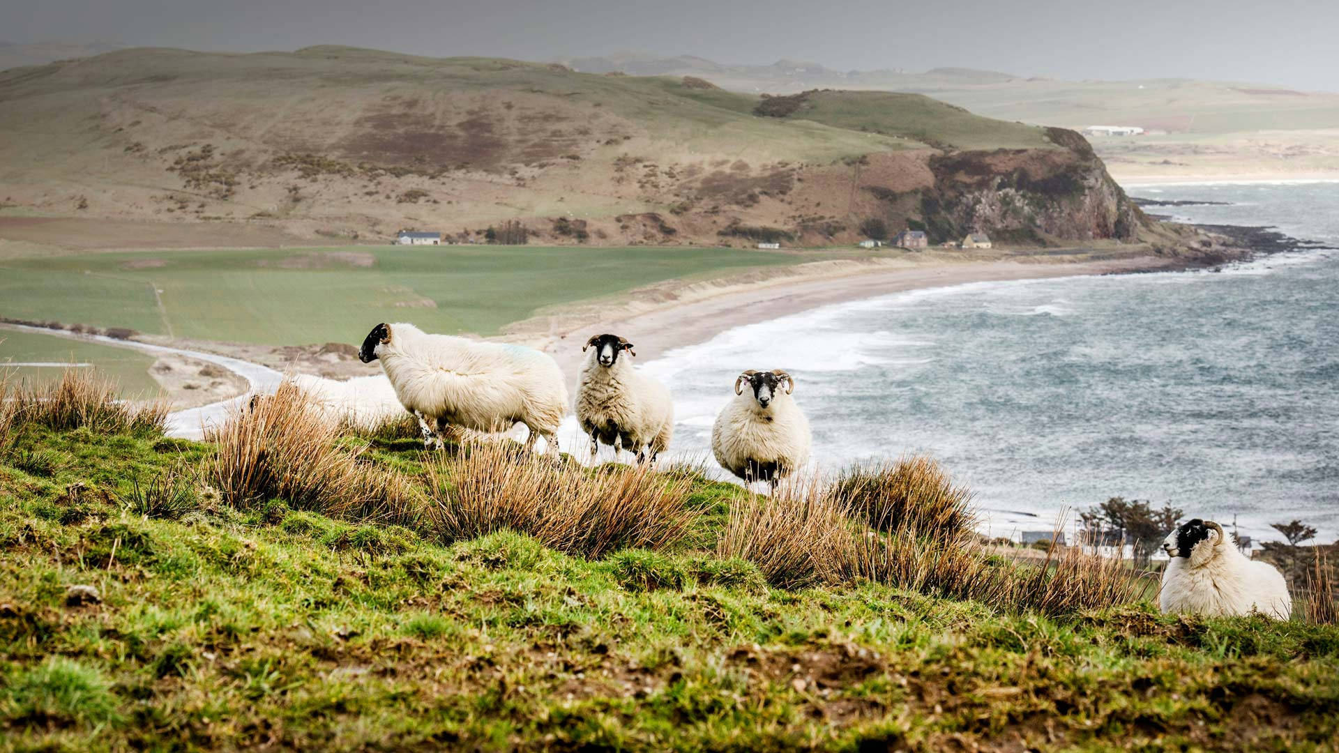 Sheep Beside Ocean Background