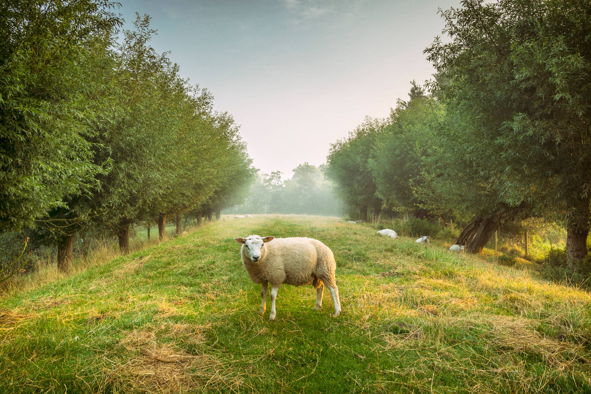 Sheep Between Trees Background