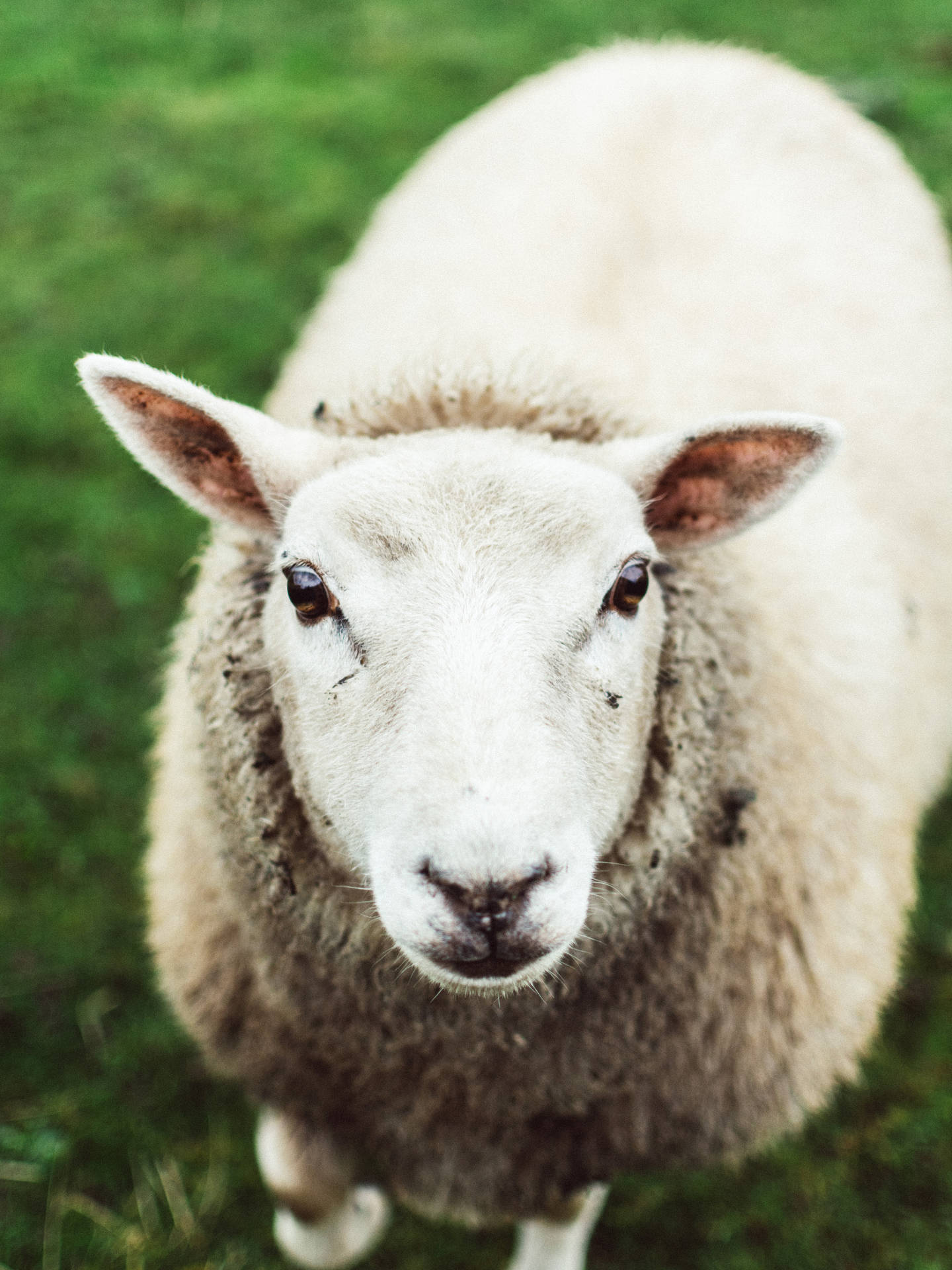 Sheep Close-up Shot Background
