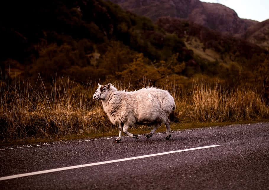 Sheep Cute Animal Crossing Road With Mountain Background