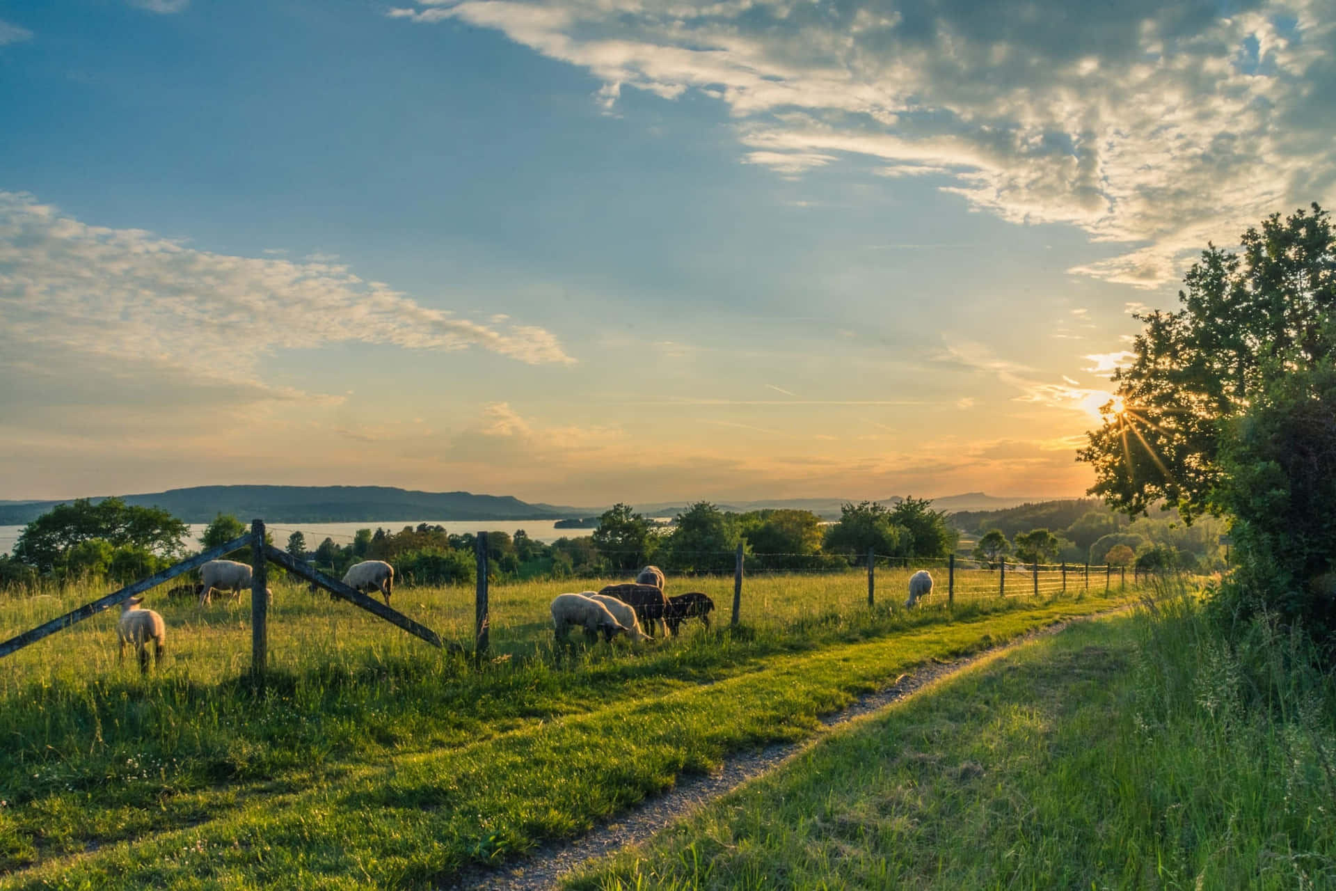 Sheep Grazing On A Field At Sunset Background