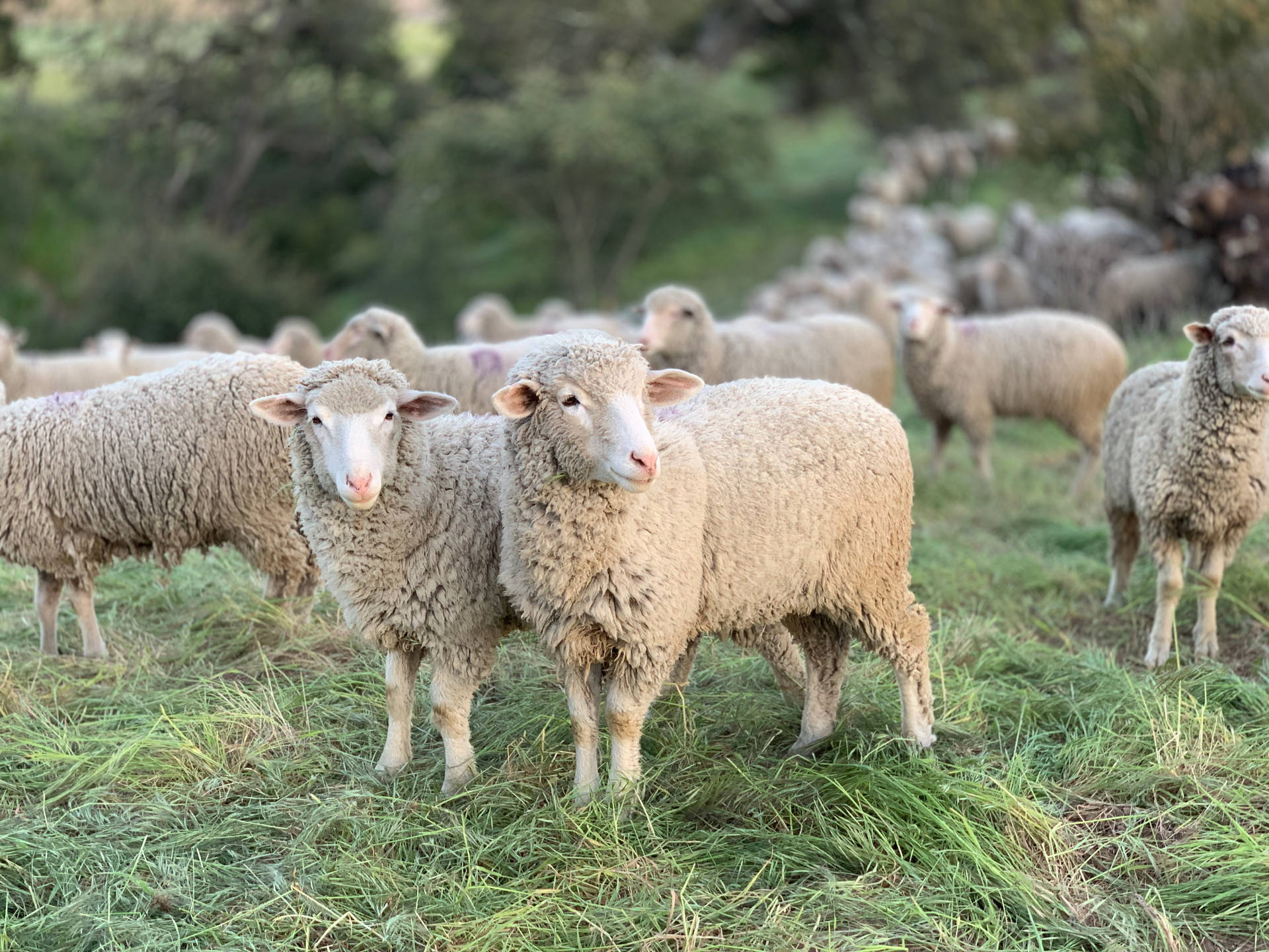 Sheep Herd In Field Background