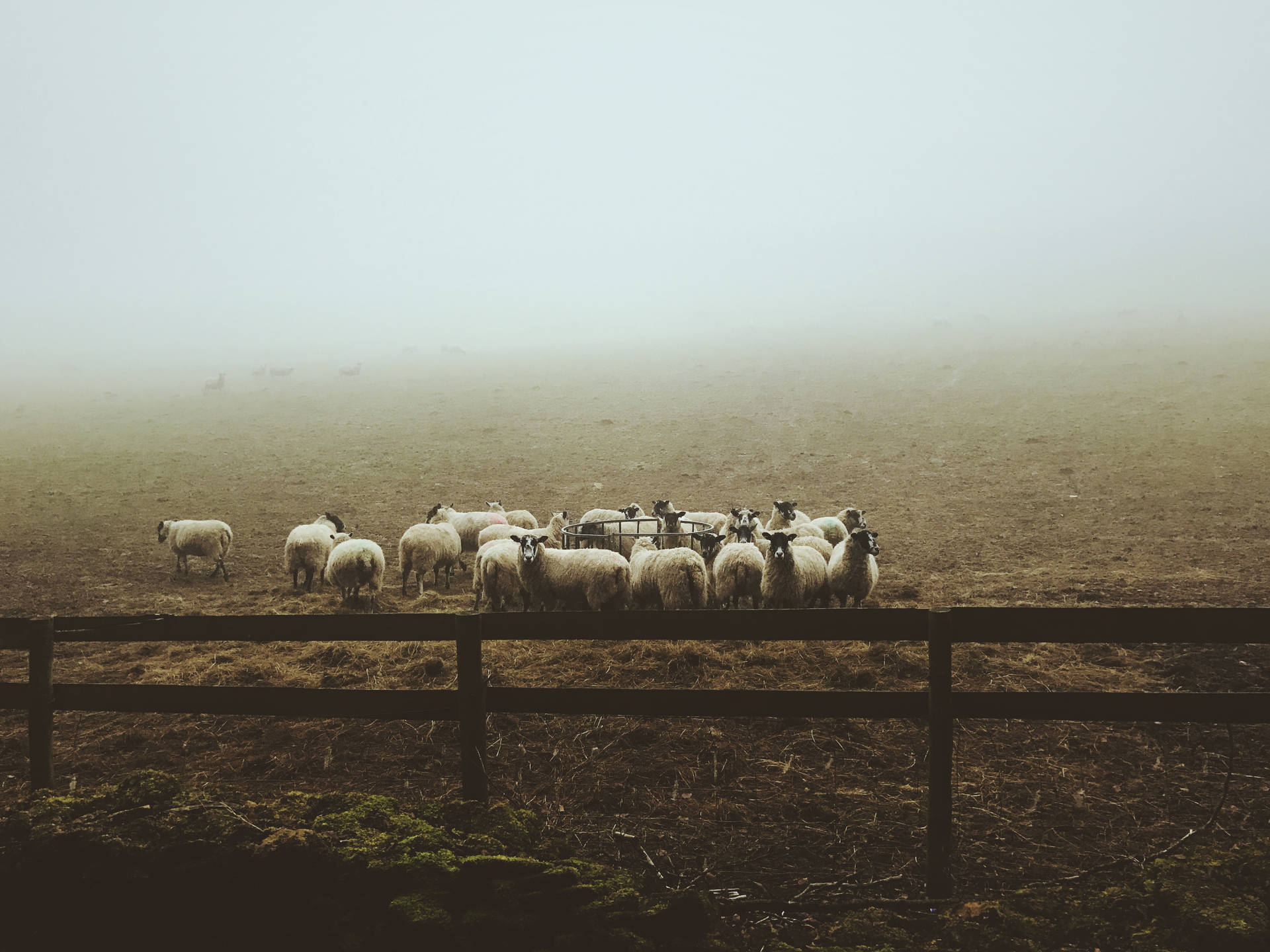 Sheep Herd Misty Morning Background