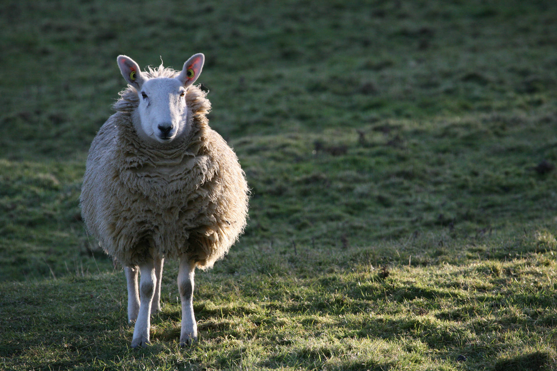 Sheep In Grass Field Background
