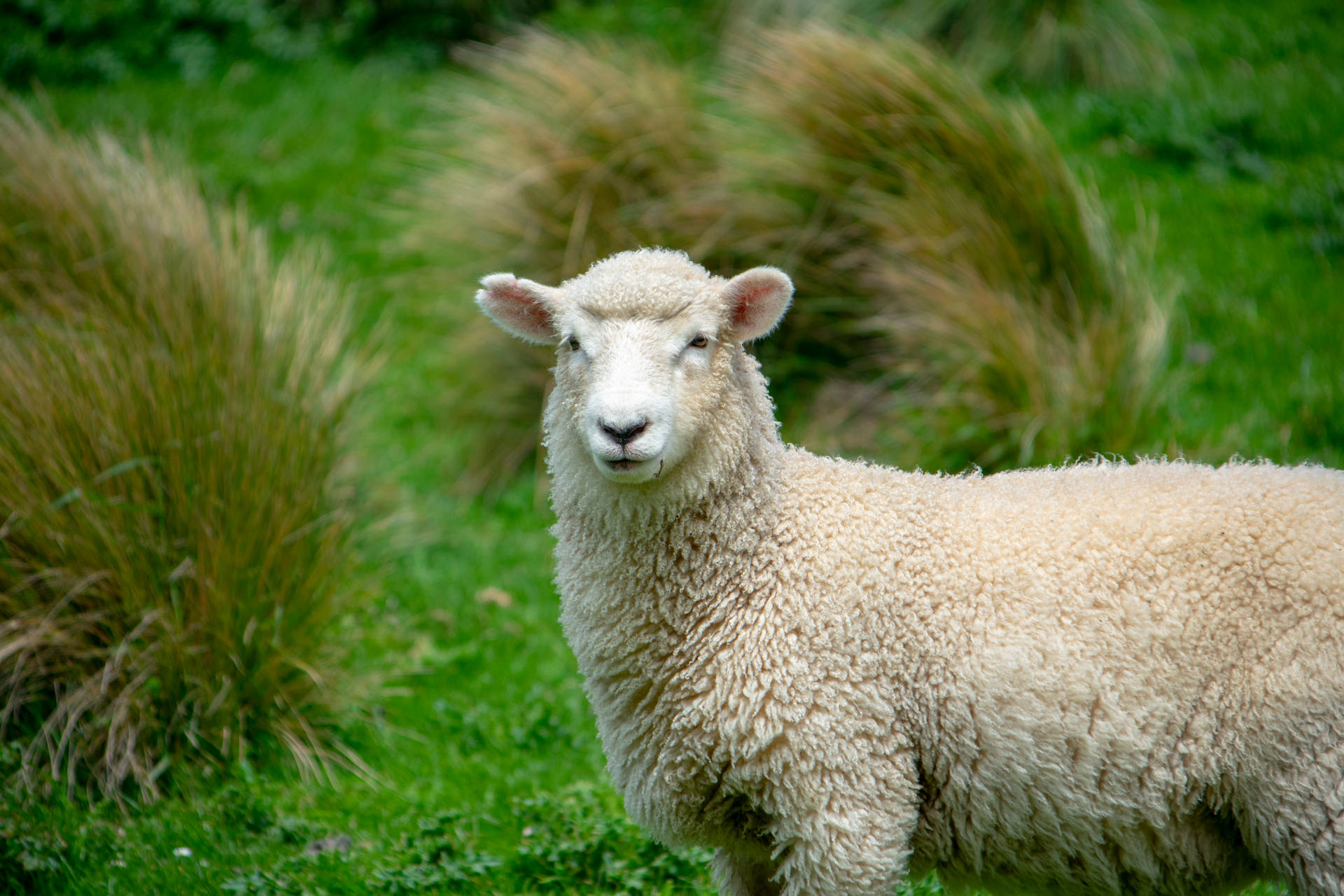 Sheep In Grassy Soil Background