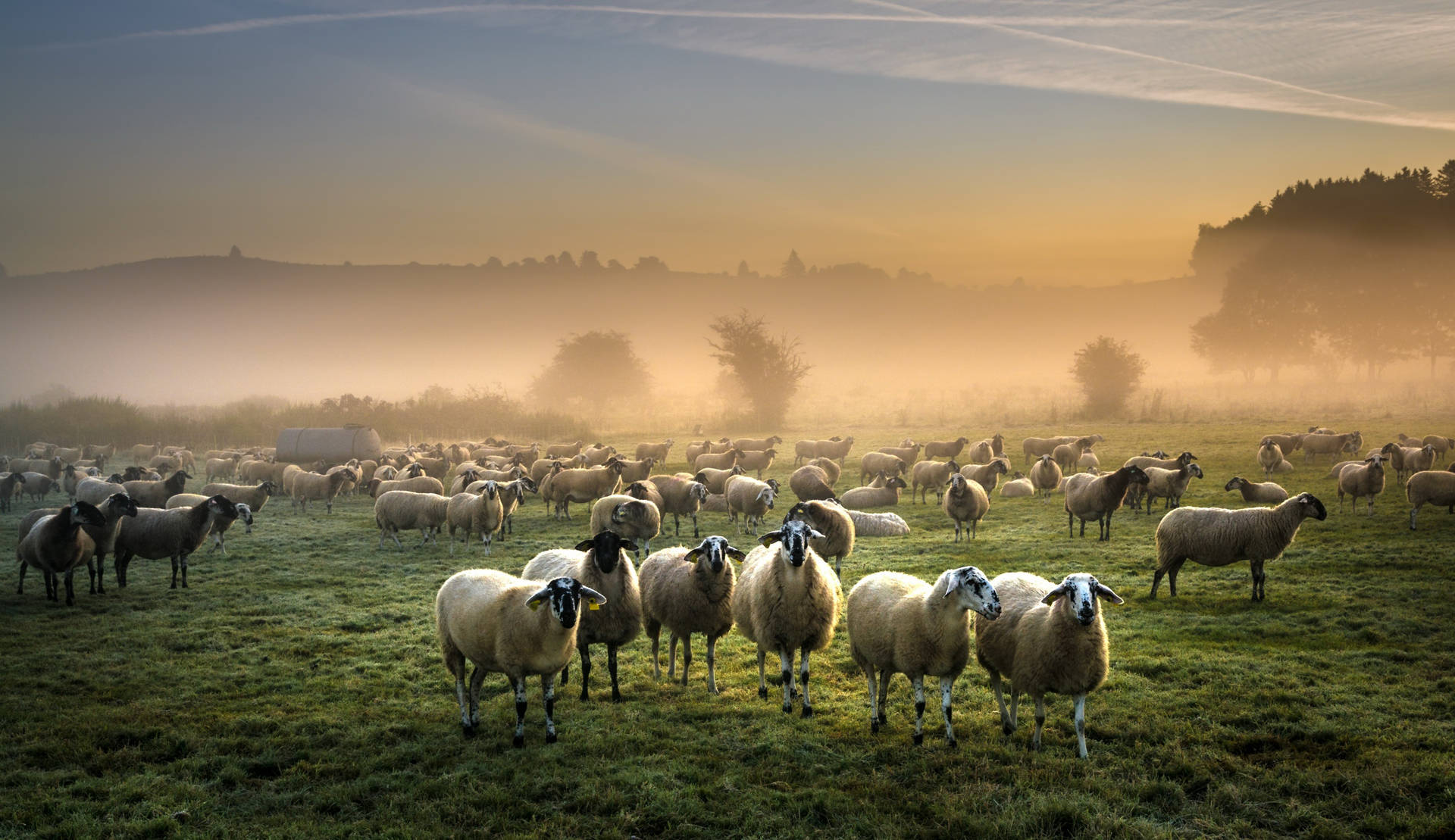Sheep In Misty Grass Field