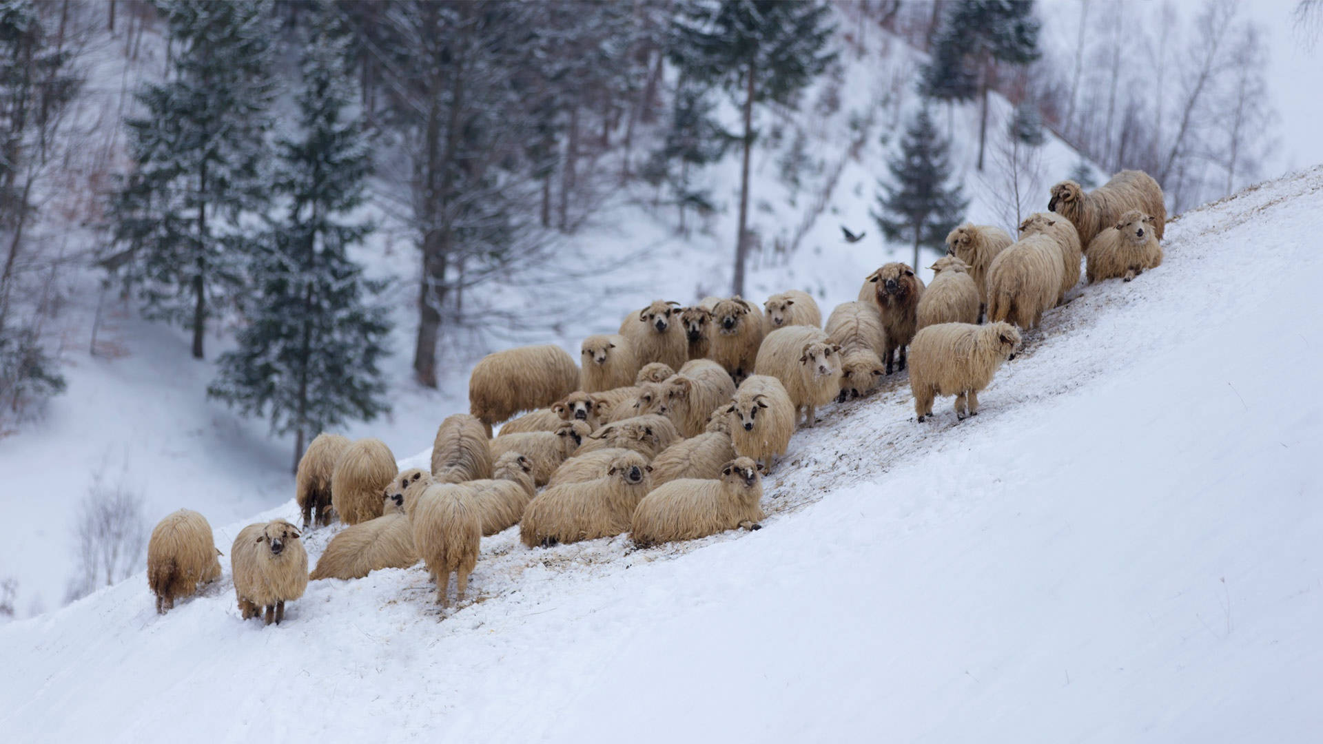 Sheep In Snow Background