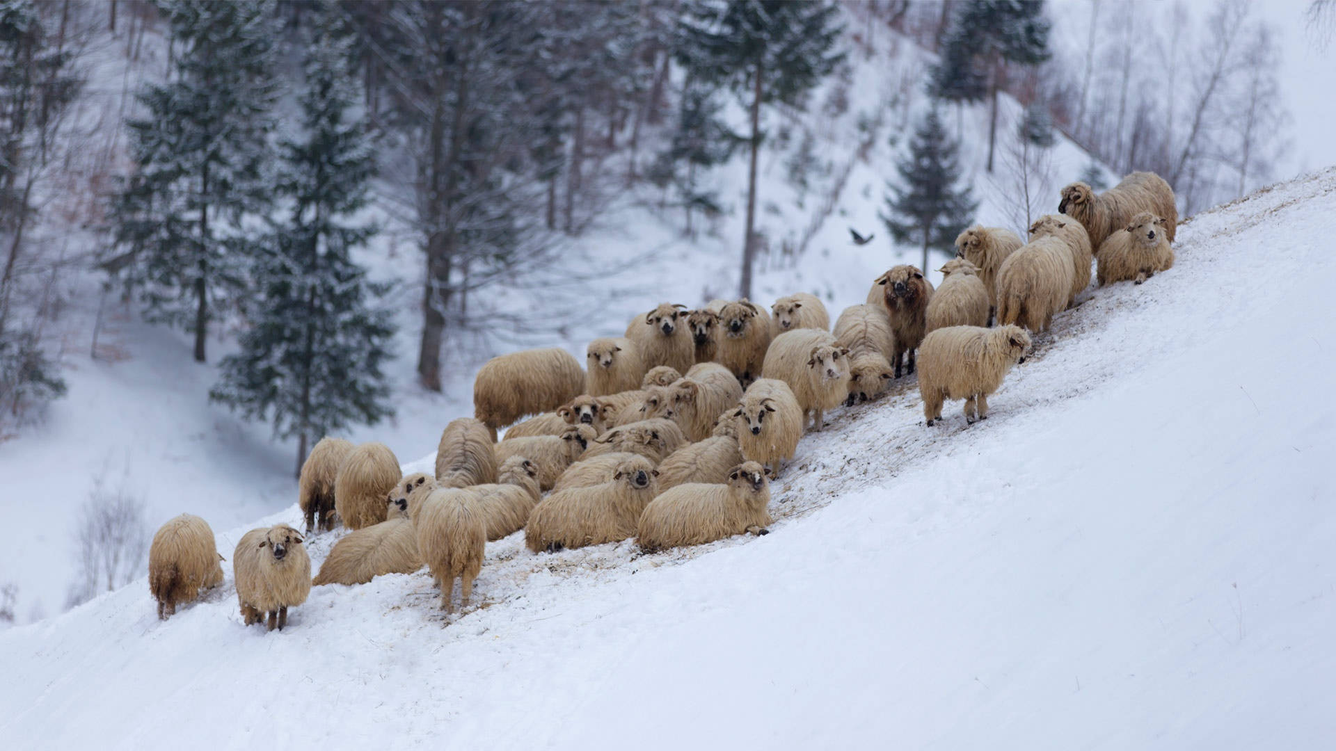 Sheep In Snow