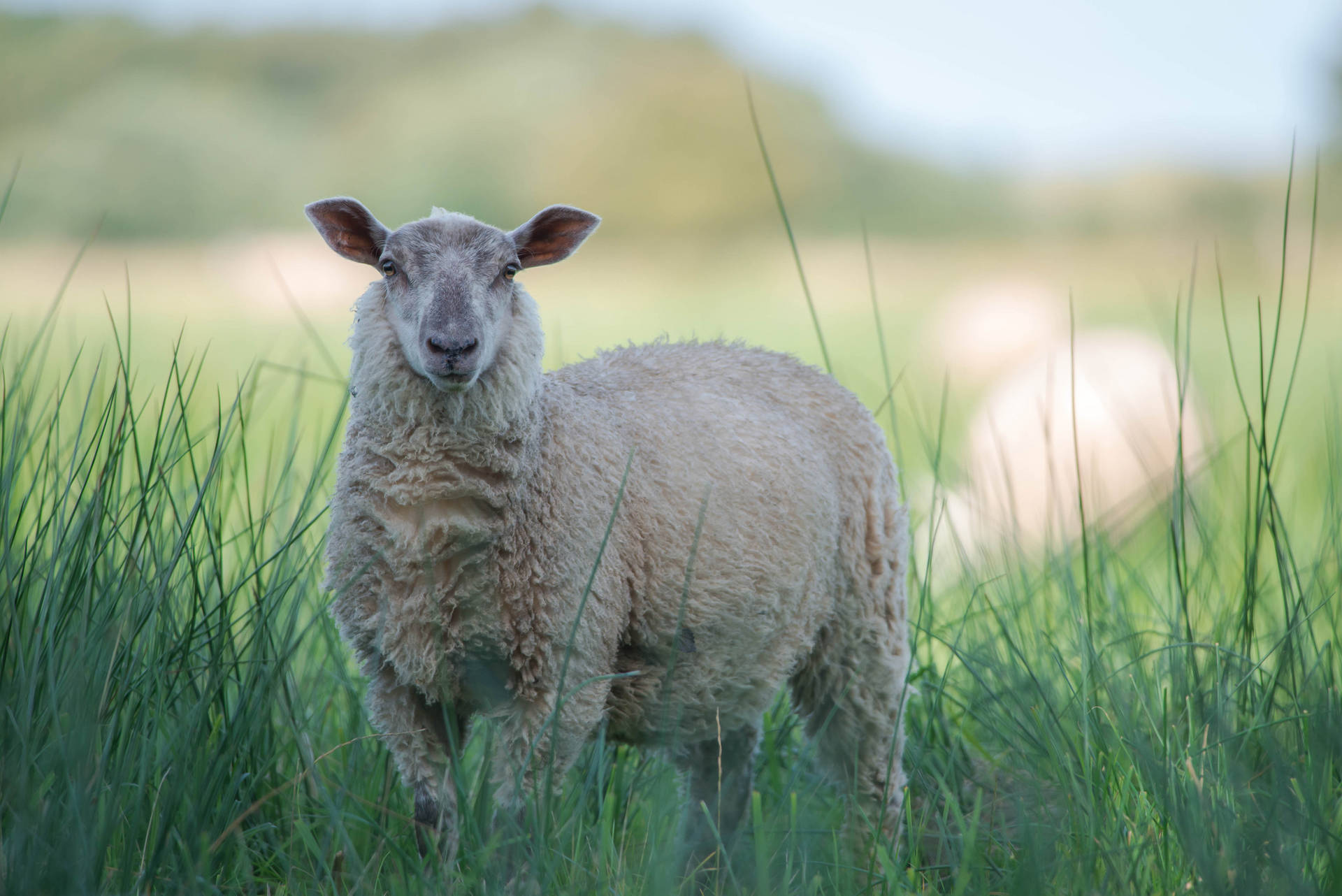 Sheep In Tall Grass Background