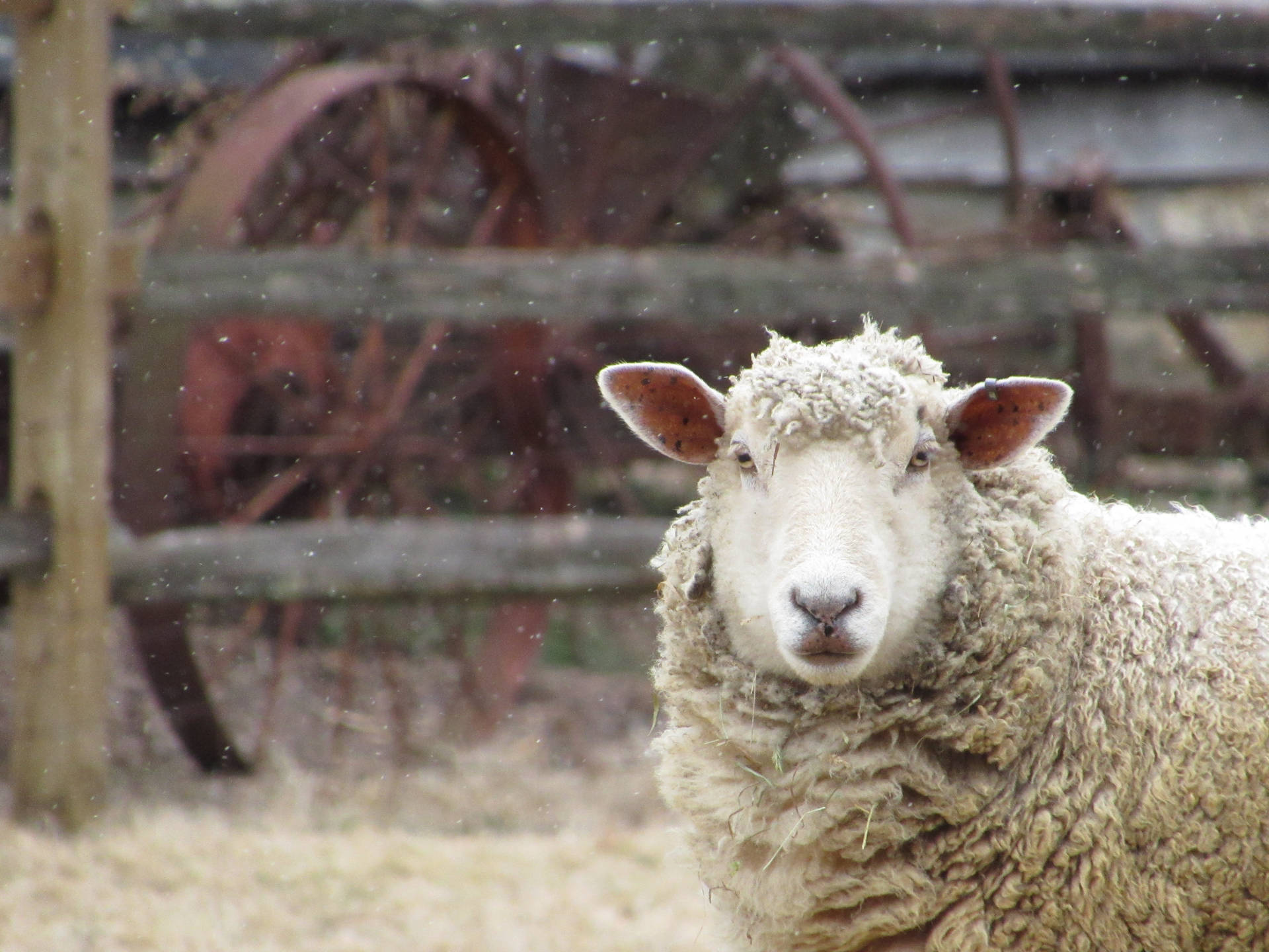 Sheep In The Backyard Background