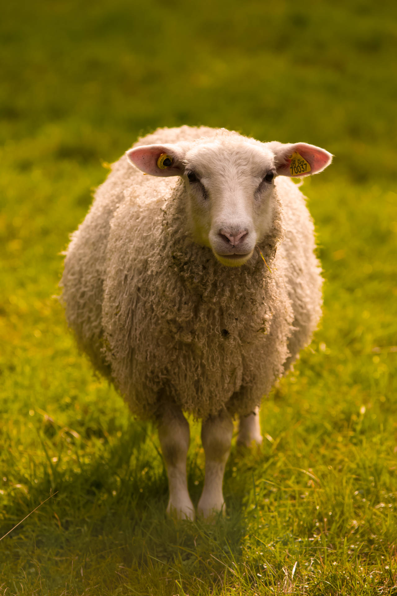 Sheep In The Daylight Background