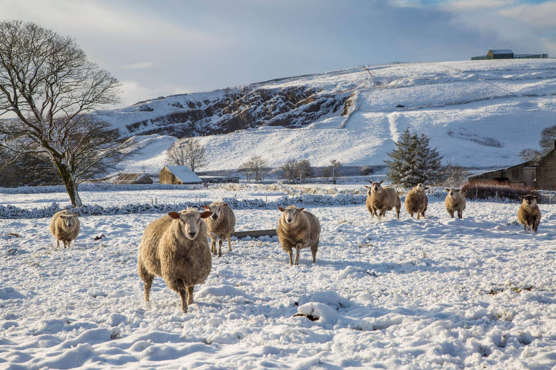 Sheep In Winter Snow Background