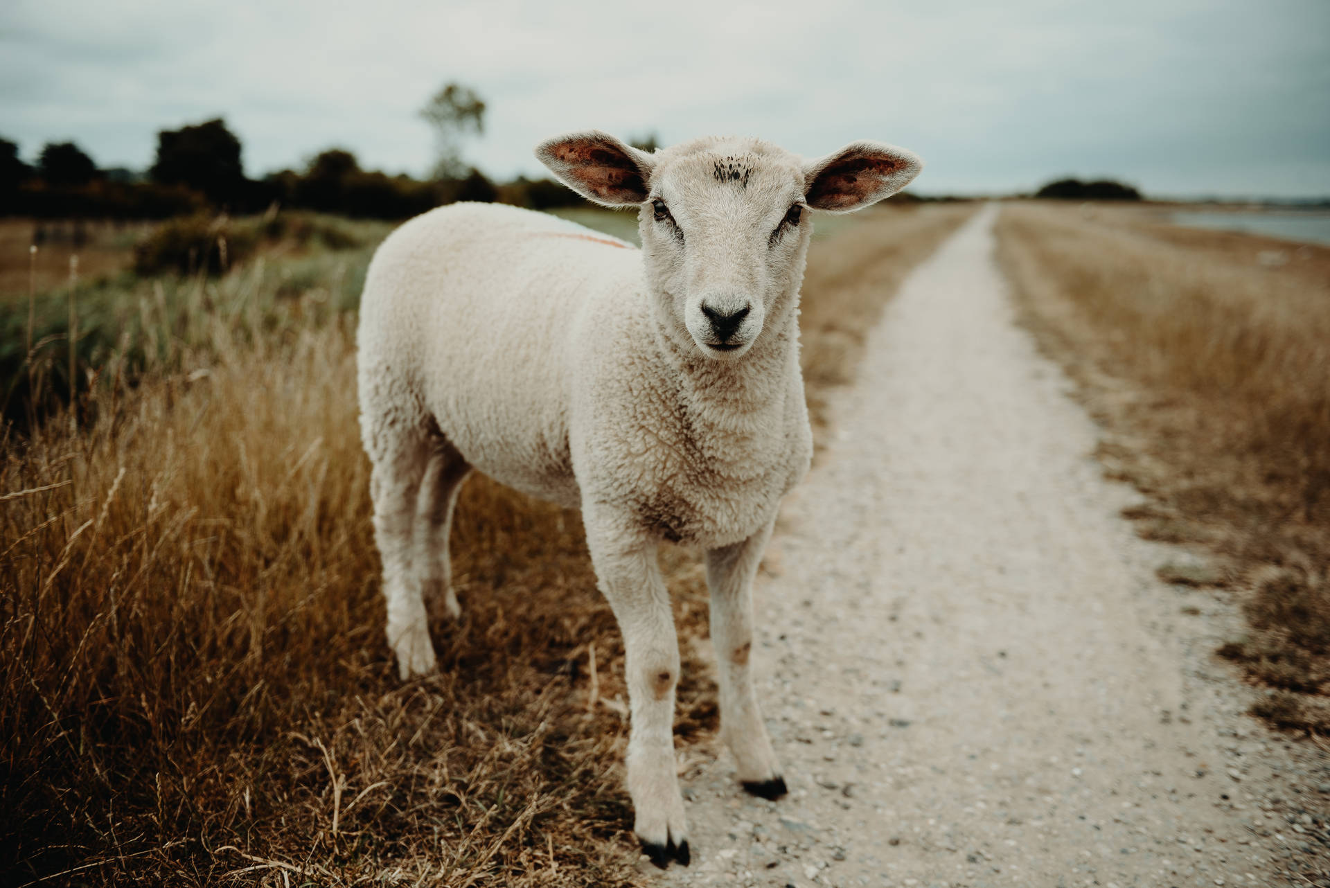 Sheep On A Pathway Background