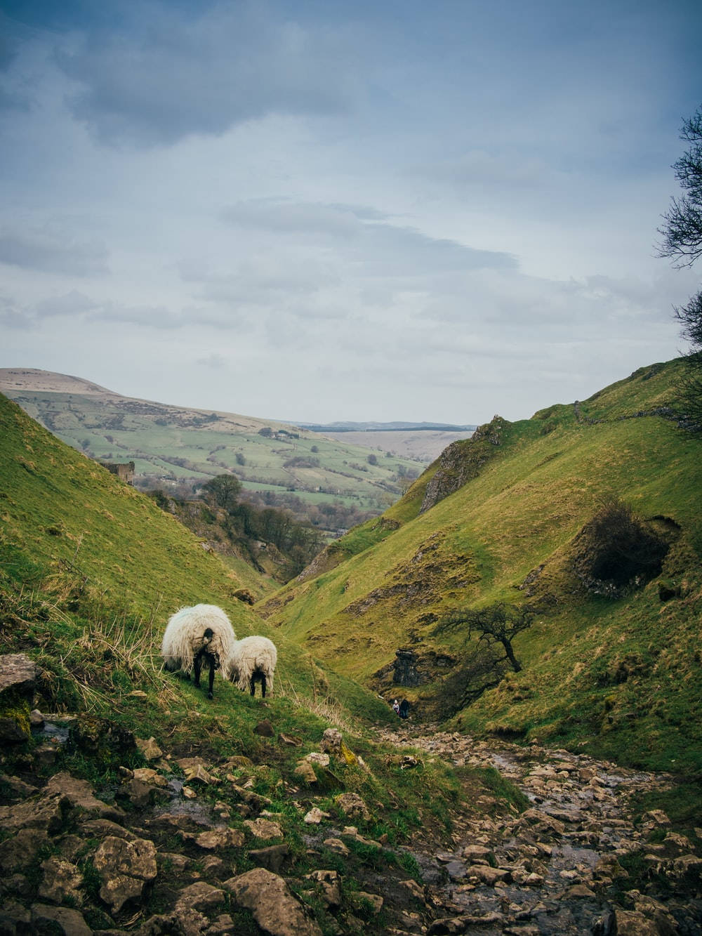 Sheep On Hillside Road