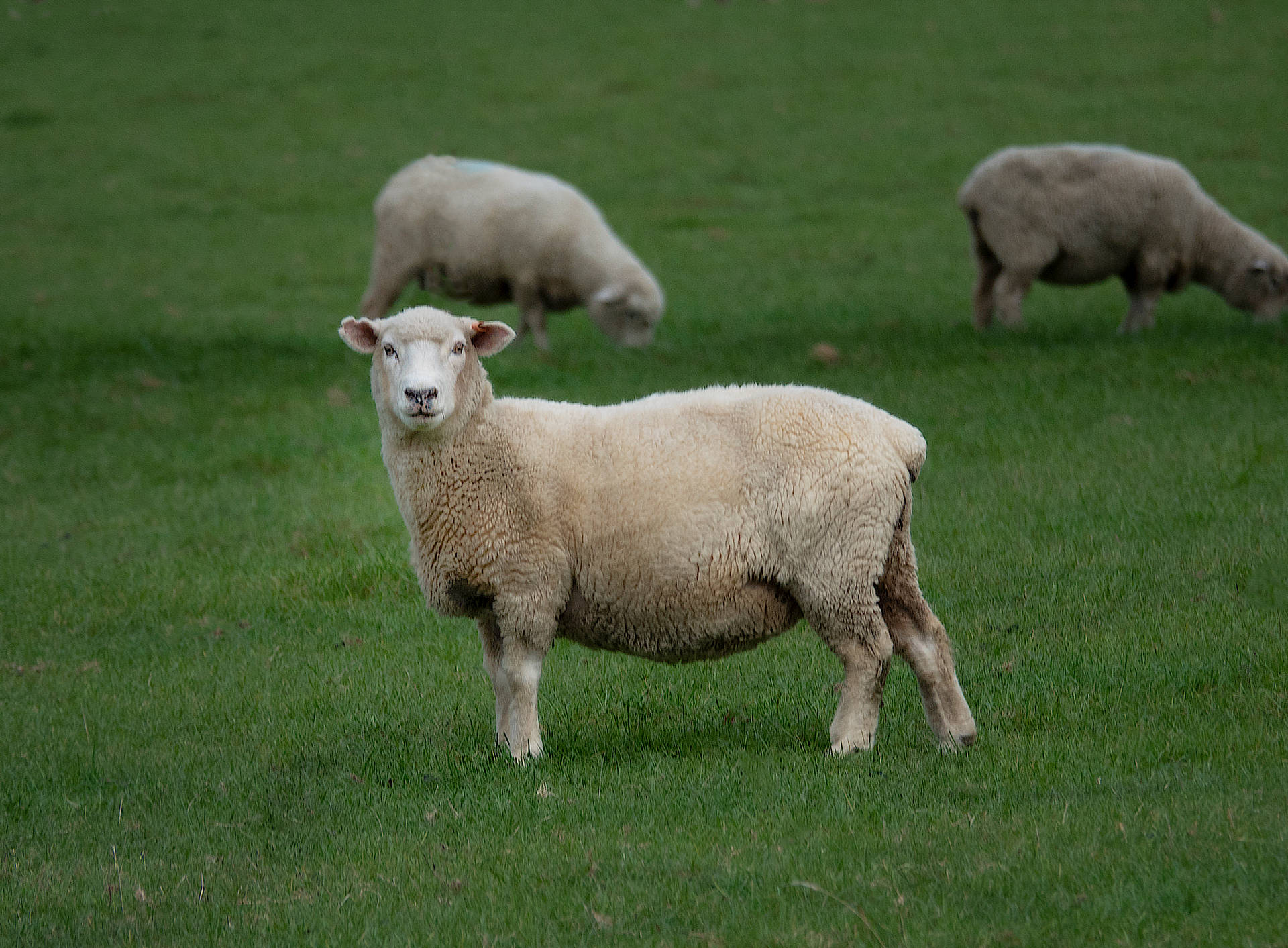 Sheep On Lawn Background