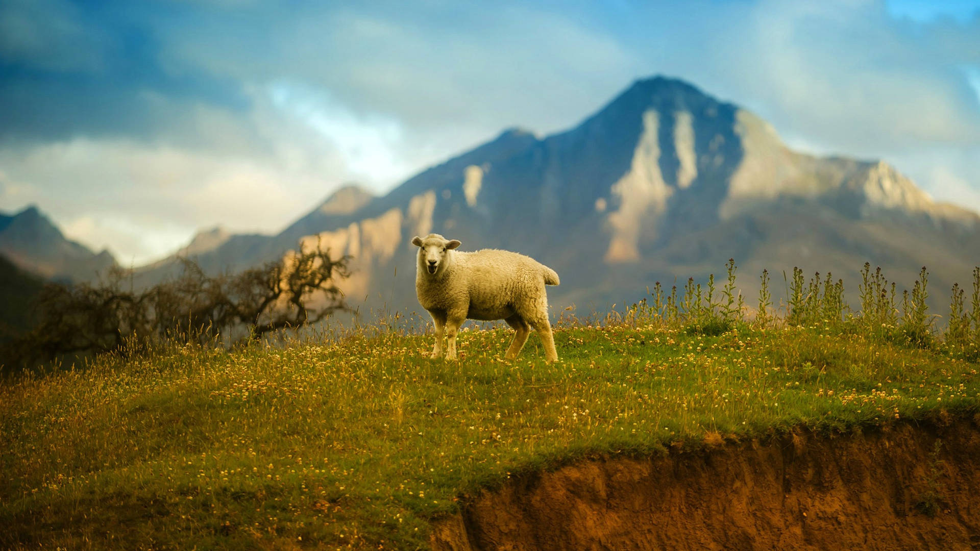 Sheep On Mountain Cliff Background