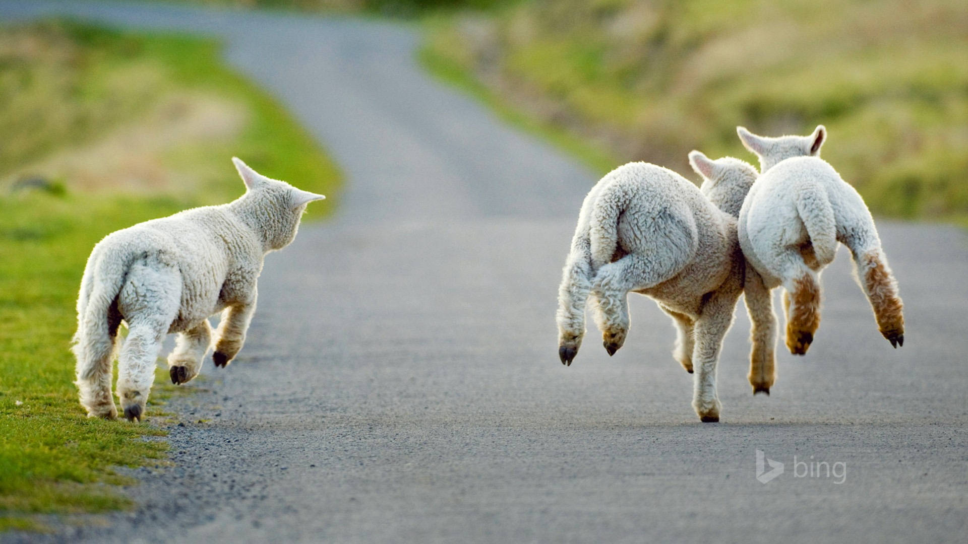 Sheep Running In Road Background