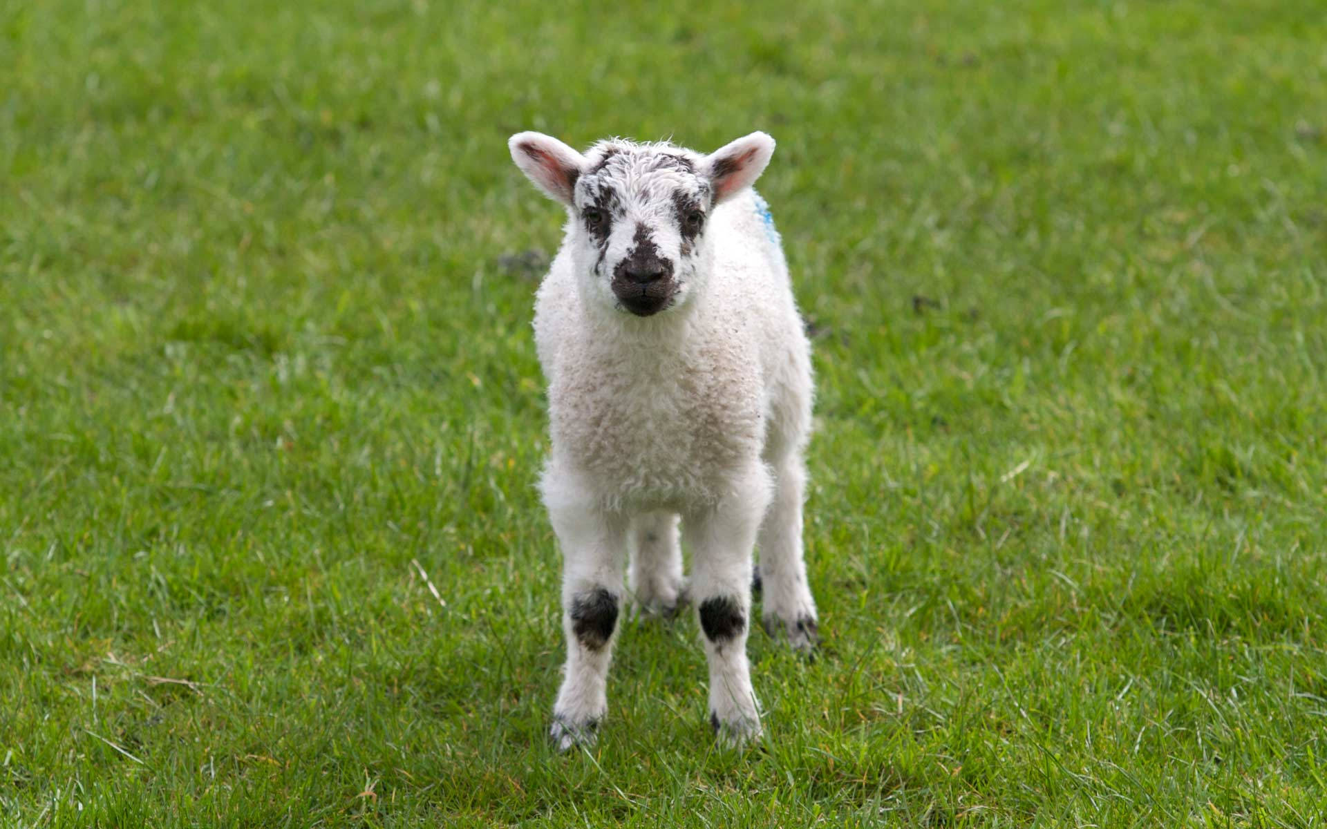 Sheep With Black Spots Background