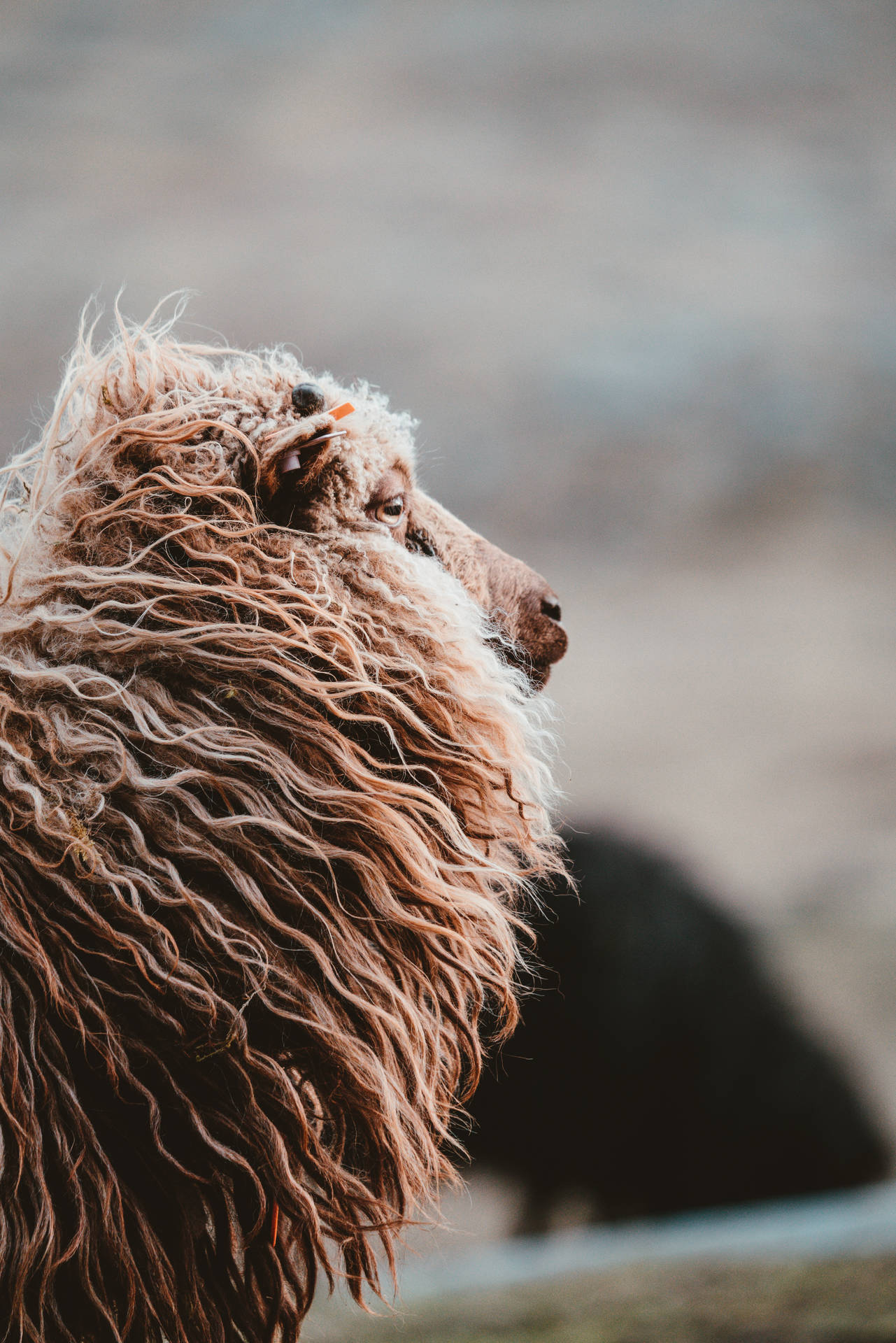 Sheep With Fluffy Neck Background