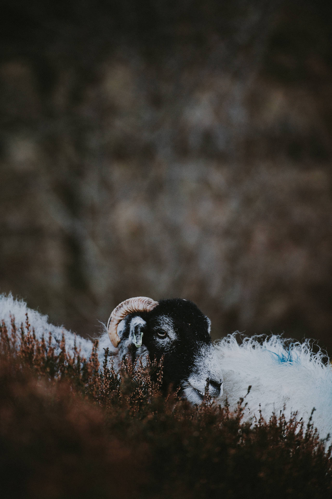 Sheep With Horn Background