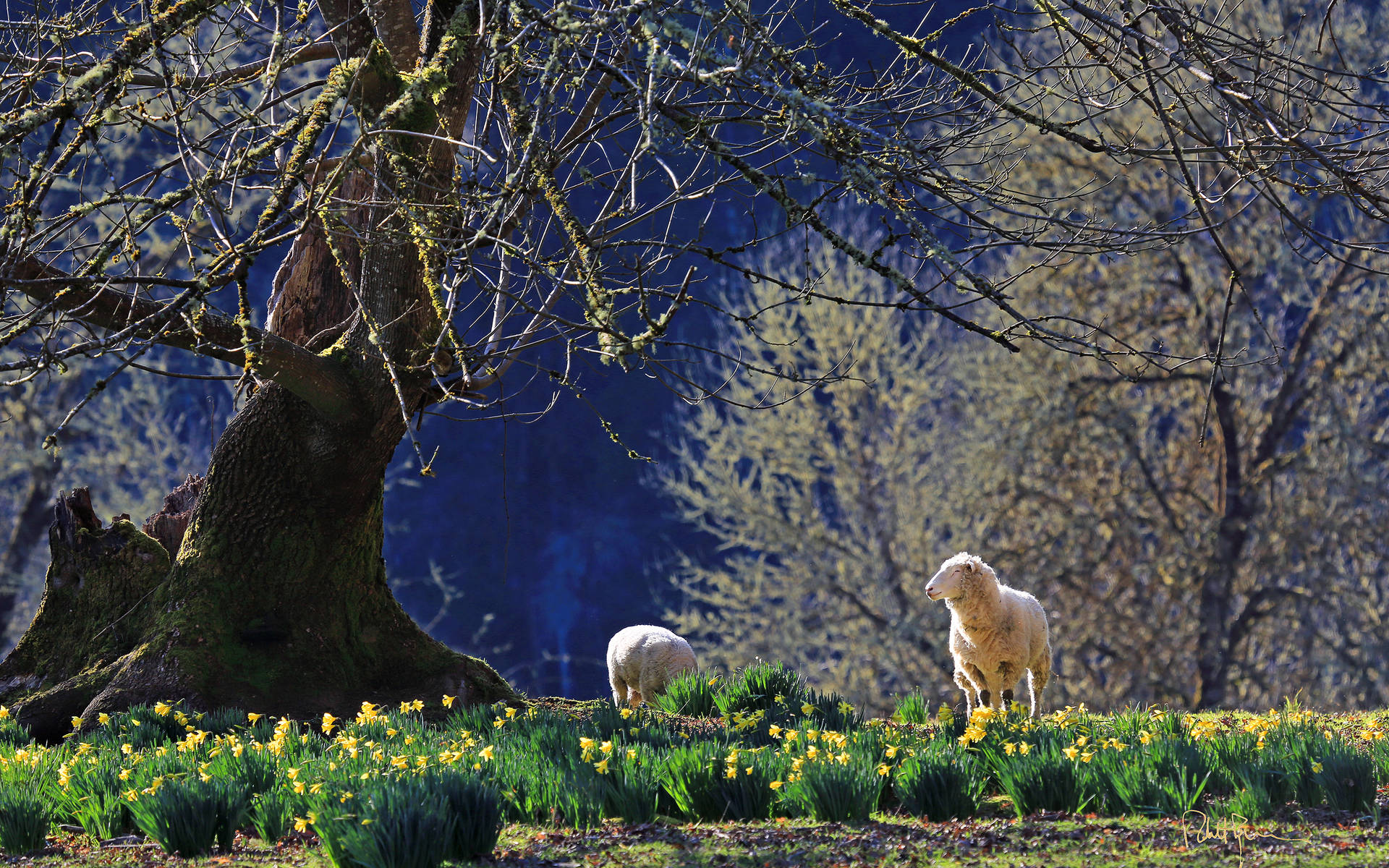 Sheep With Tree Background