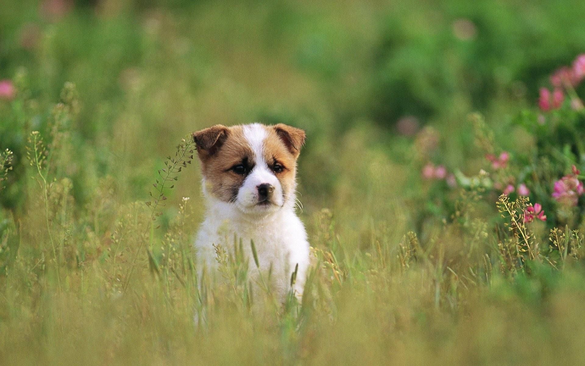 Sheepdog Puppy Dog In Grass Field