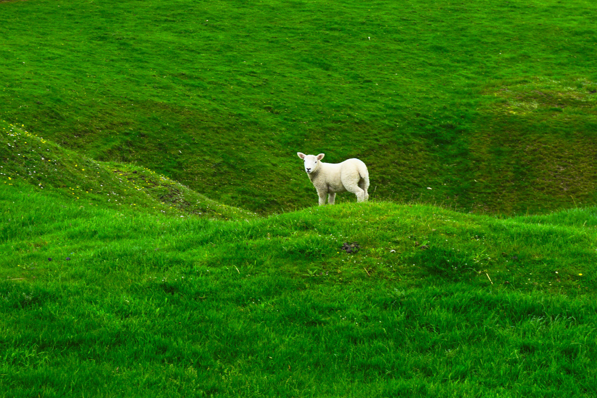 Sheered Sheep On Green Meadow Background