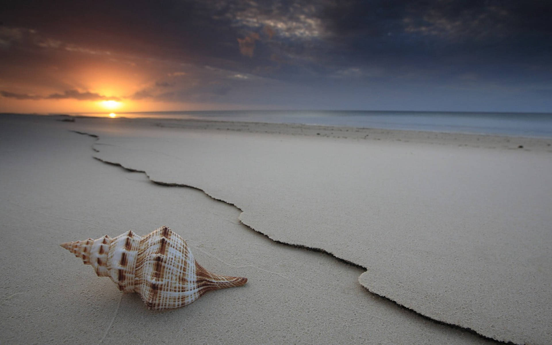 Shell On Beach At Sunset Background