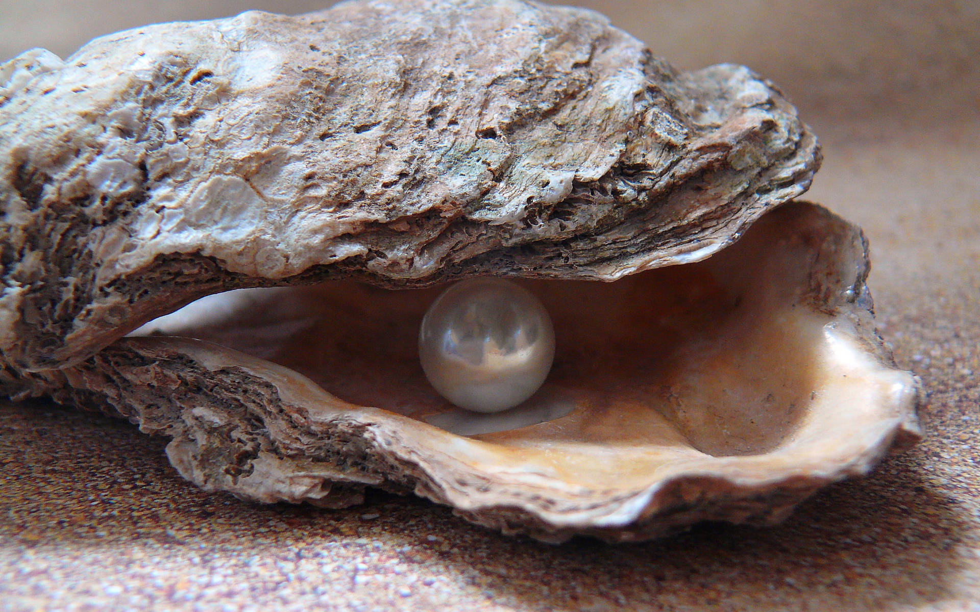 Shell With Pearl Close-up Background
