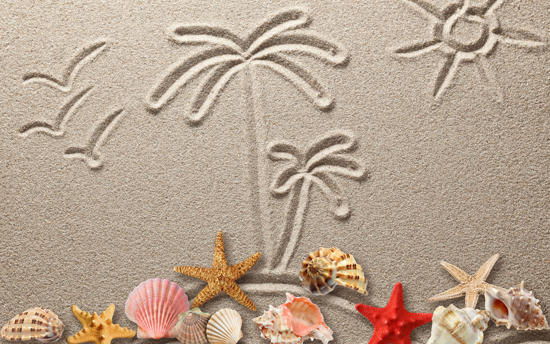 Shells And Sand Drawing Background