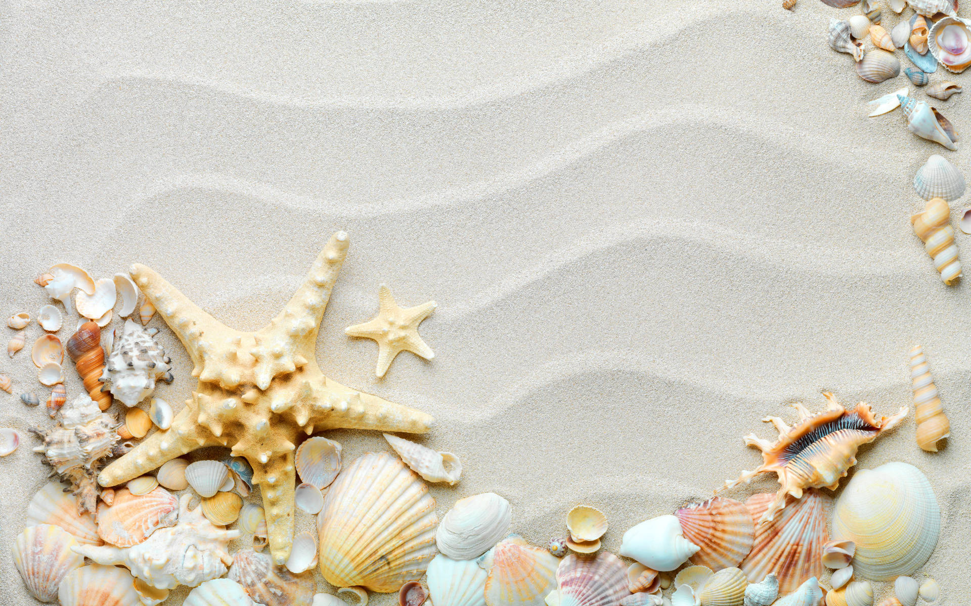 Shells And Starfish Decoration Background