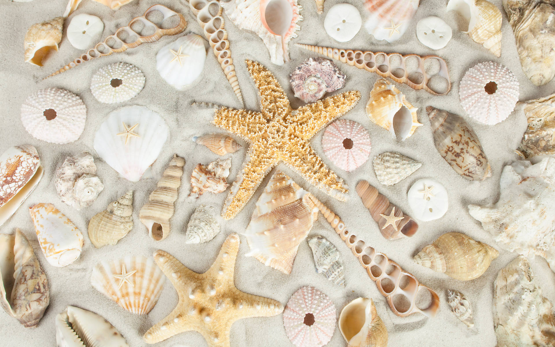 Shells And Starfish On White Sand Background