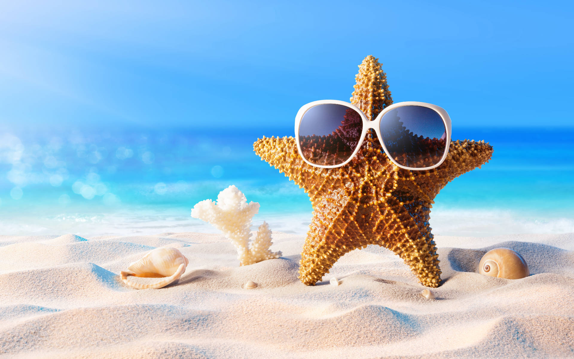 Shells And Starfish With Sunglasses Background