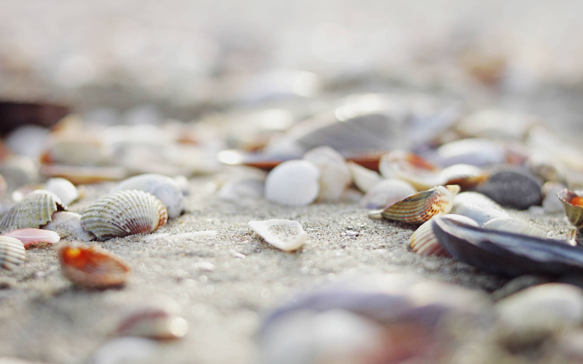 Shells Focus Photography Background