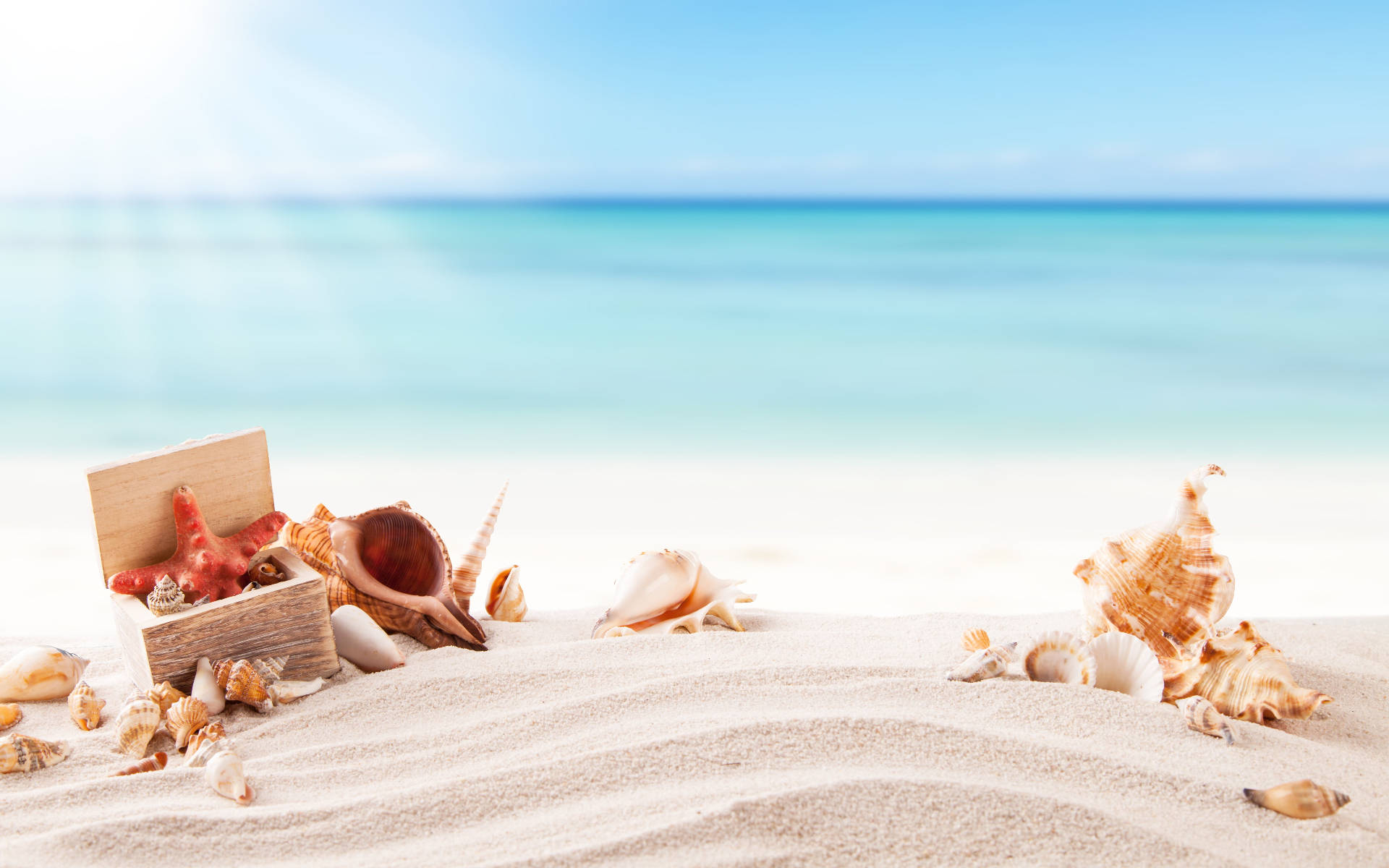 Shells In Sand Under Sunlight Background