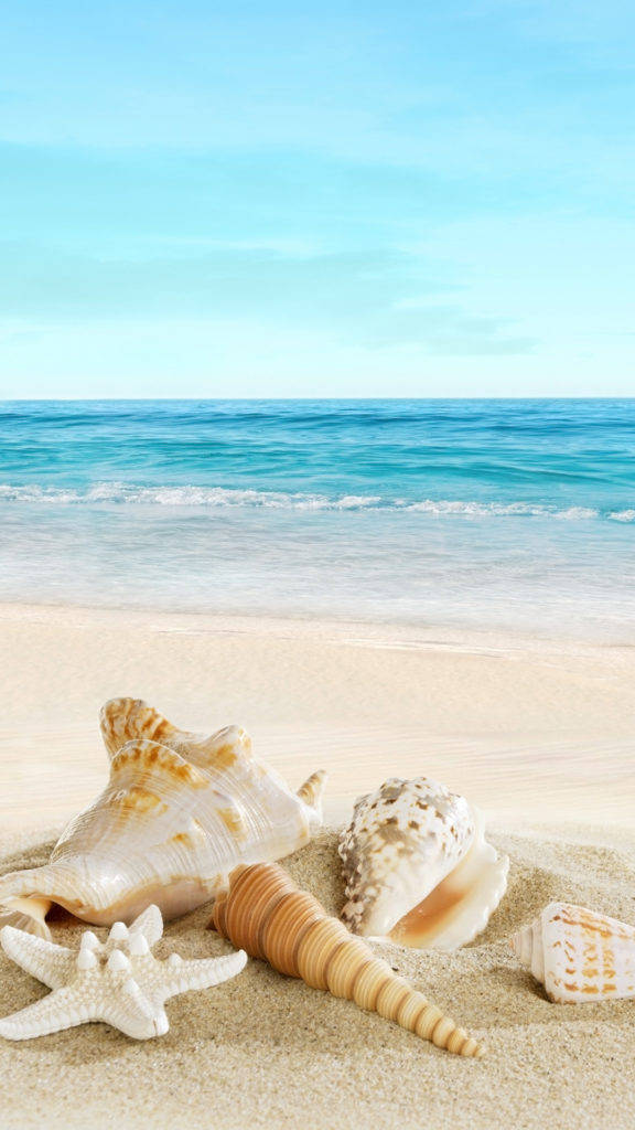 Shells On Beach Iphone Background
