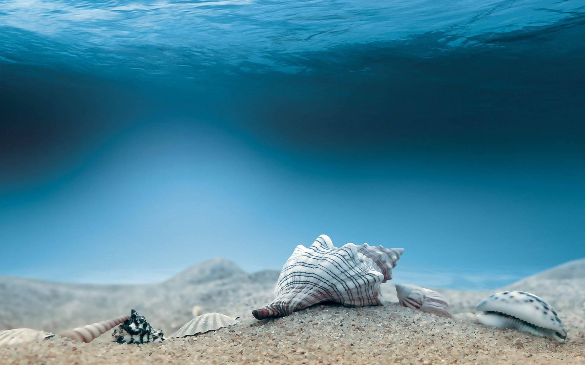 Shells Under Blue Ocean Background