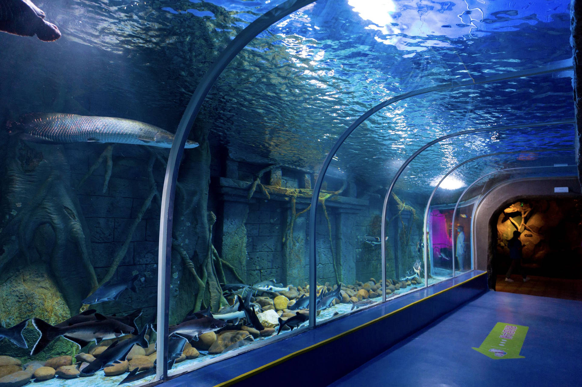 Shenzhen Dream Aquarium Background
