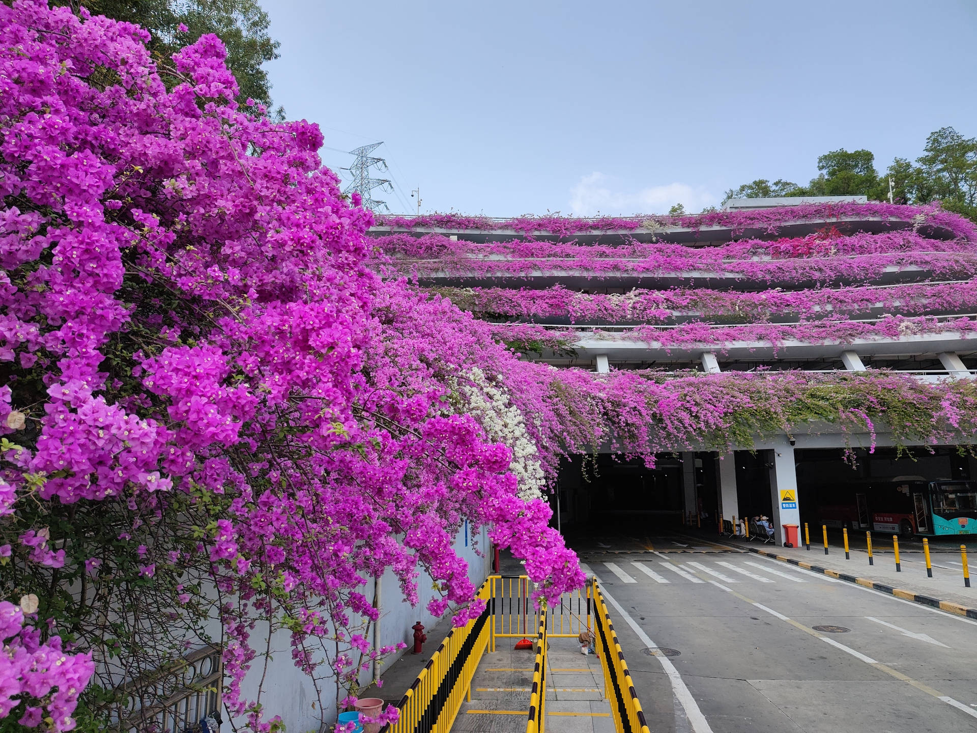 Shenzhen Floral Parking Lot Background