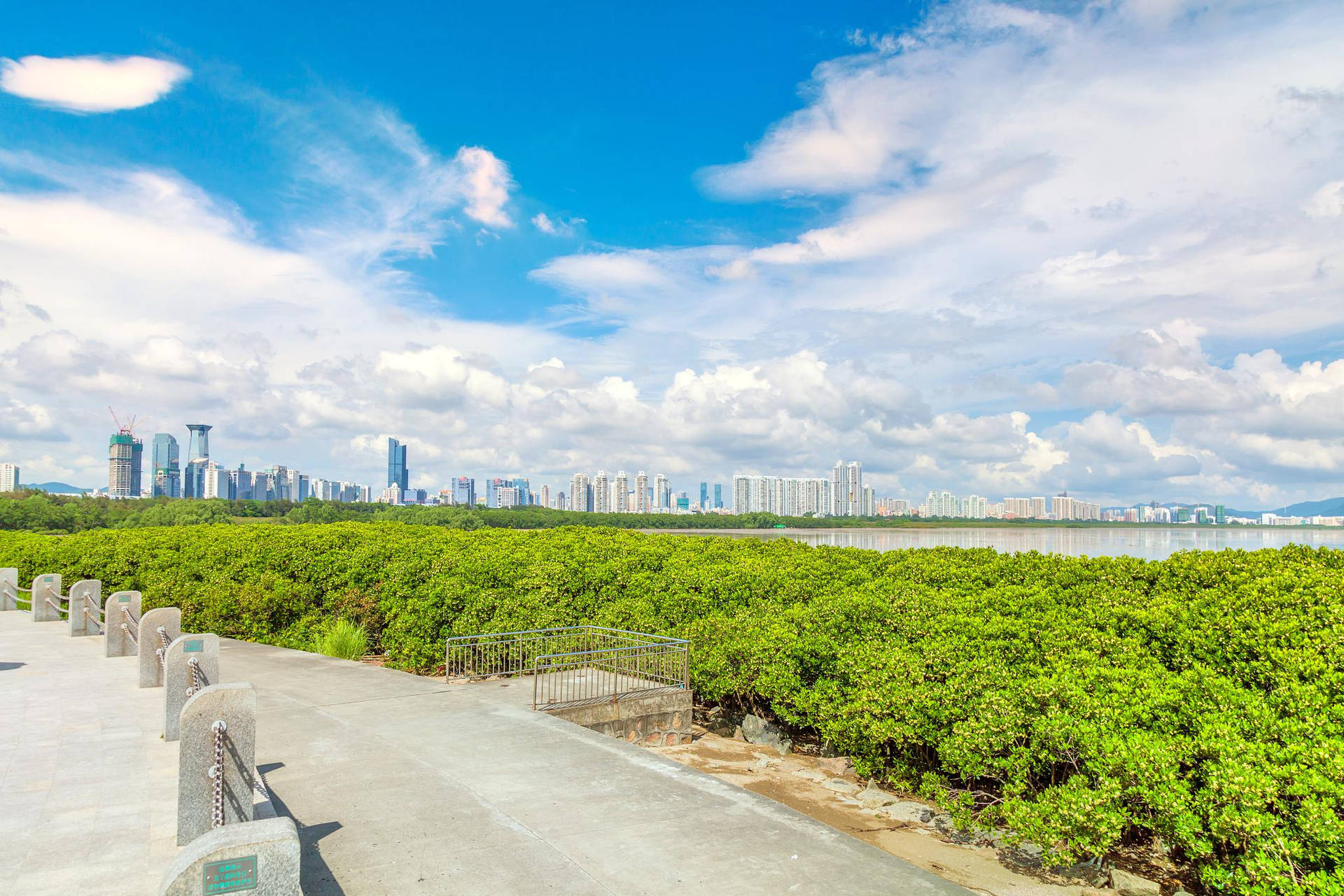 Shenzhen Mangrove Reserve Background