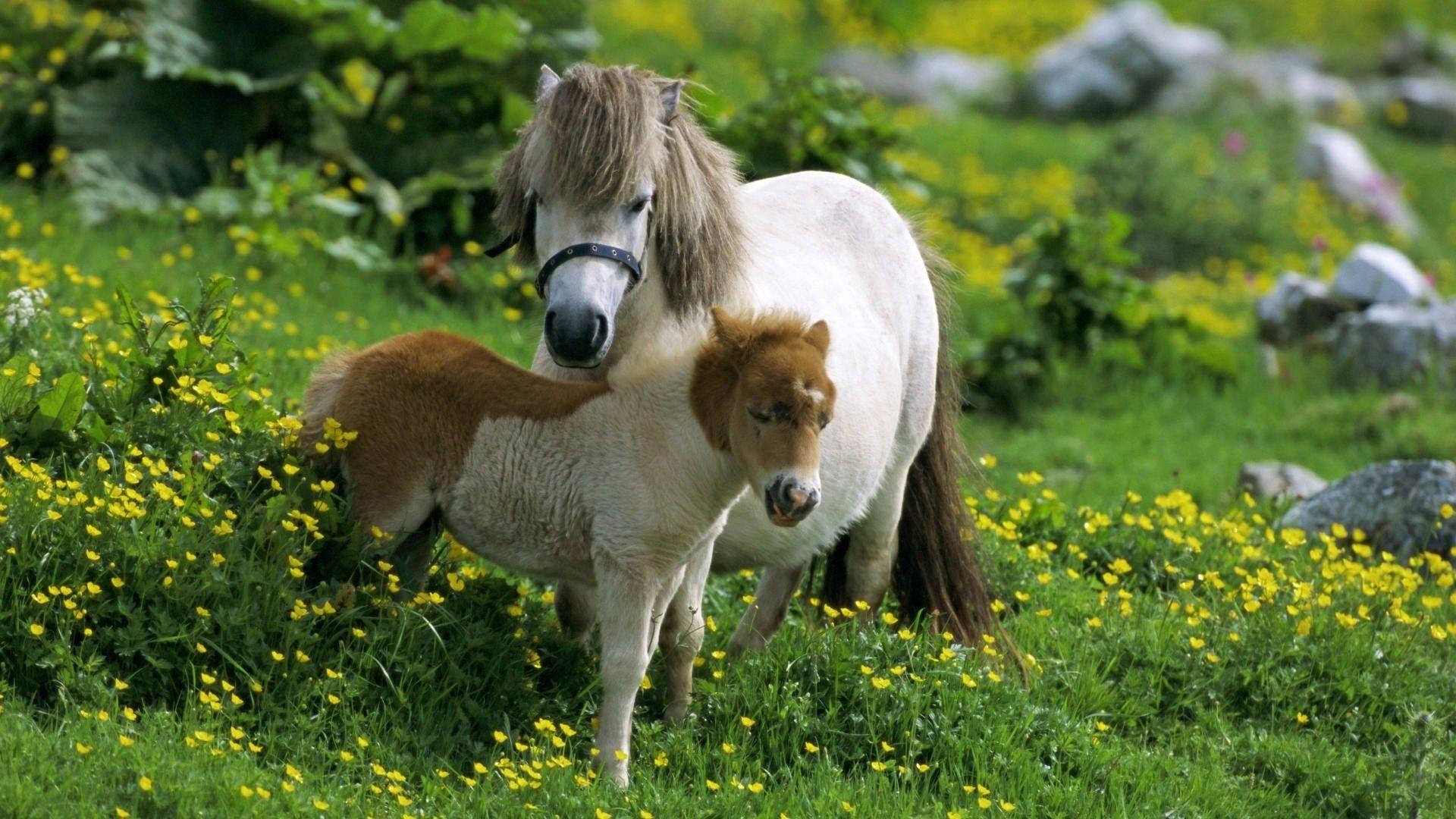 Shetland Pony And Foal On Meadow Buttercup Field