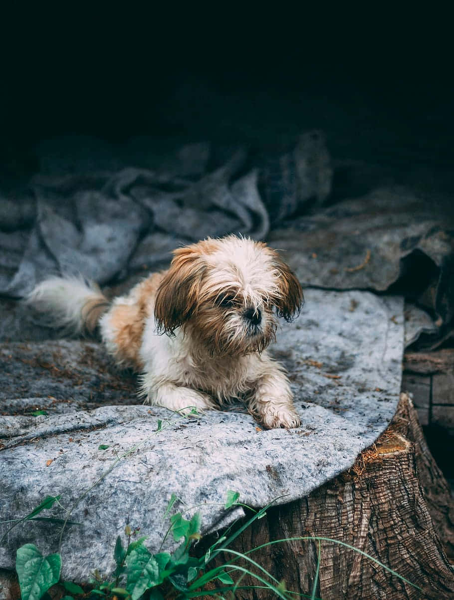 Shih Tzu Aesthetic Photo Outdoor Background