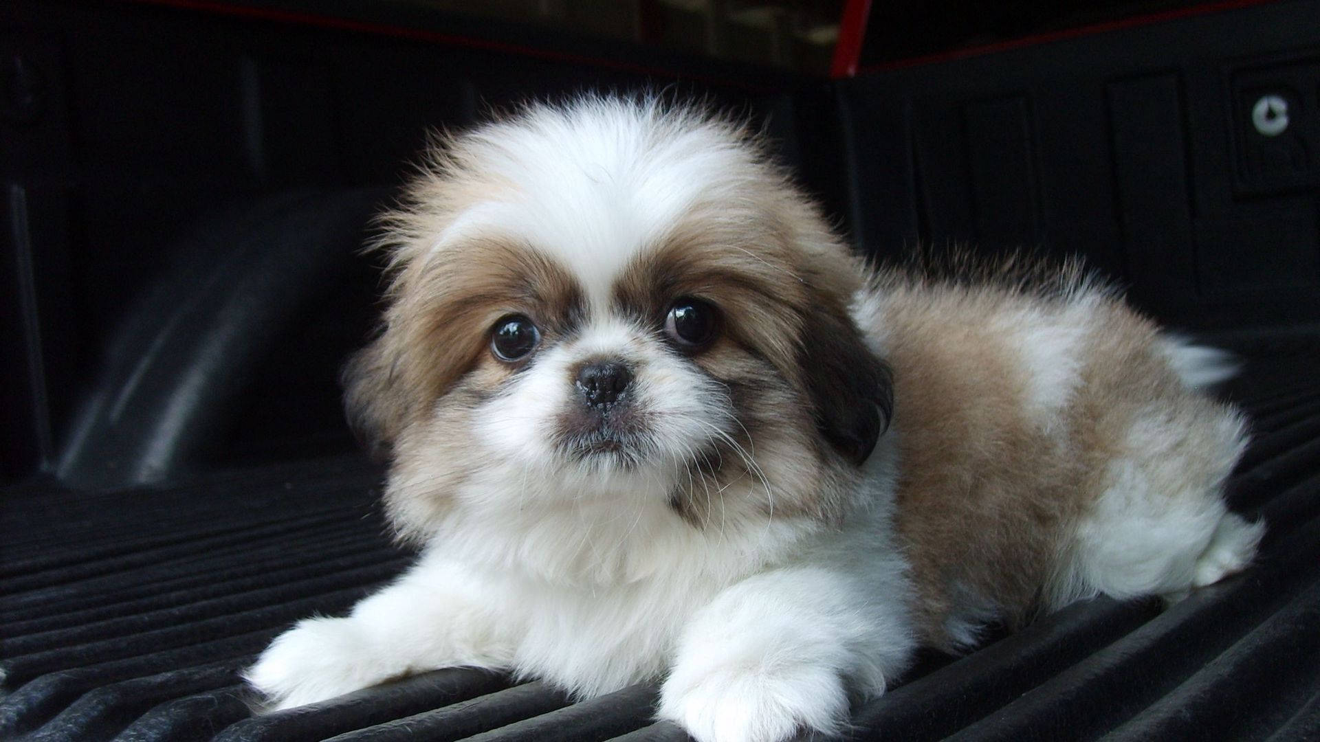 Shih Tzu Baby Dog Looking At Camera Background